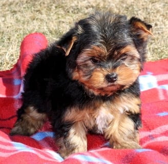 Teacup yorkies for sale