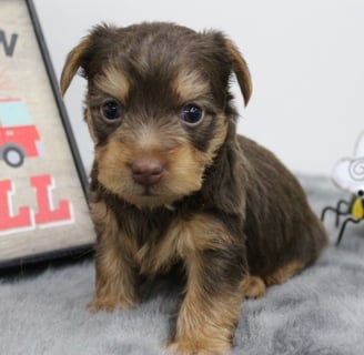 Teacup Yorkie for Sale