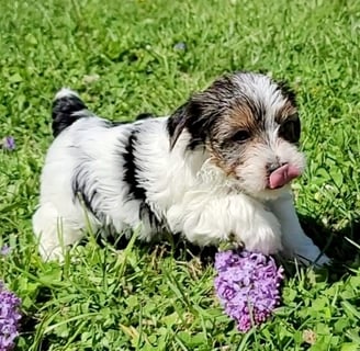 Teacup yorkie on sale