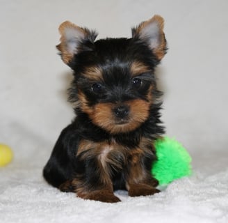 Yorkie for sale