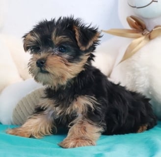 Yorkies for sale