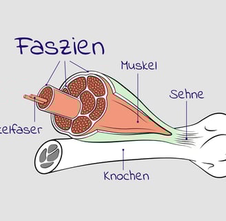 Faszien Bild
