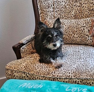 Image of a Miniature Schnauzer on an easy chair looking at the camera.