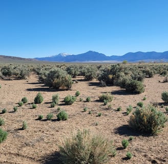 20 acres of land recently sold for $95,000 by Walker River Basin Realty.