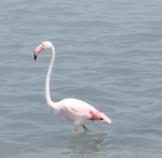 Flamingo in een van de lokale zoutmeren