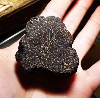 une truffe d'hiver (tuber melanosporum)