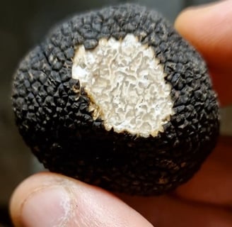 une truffe d'été (tuber aestivum)