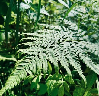 close up photo of fern in the forest during the sunny summer day