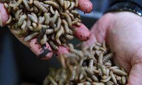 a person holding a handful of worms in their hands