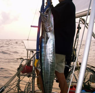 Kingfish caught at sea