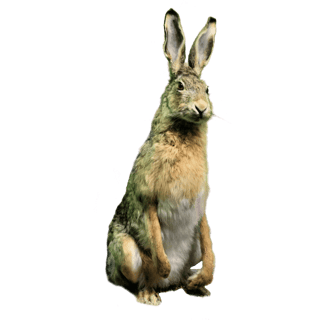Taxidermied Rabbit
