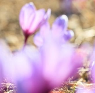 Saffron Field of Flowers
