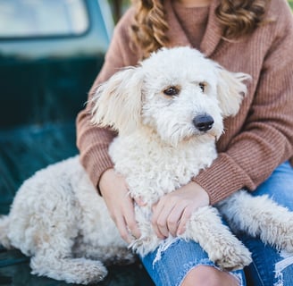 person hugging curly white dog on a truck bed