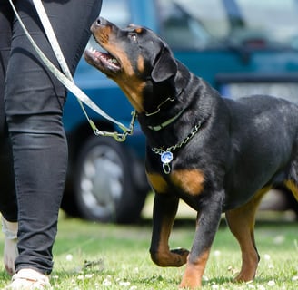 a dog is walking on the grass with a leash