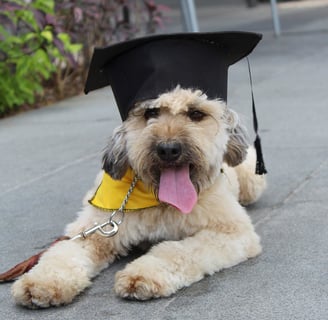dog laying on ground with a gold bandana and a black graduation cap