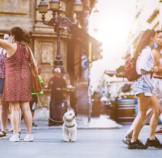 a dog looking at camera on street surrounded by people walking