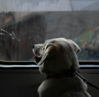 dog looking out a bus or train window