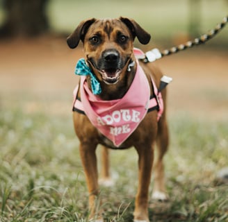 dog with bandana that says "adote (adopt) me"