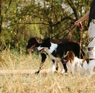 a person walking four dogs on a leash
