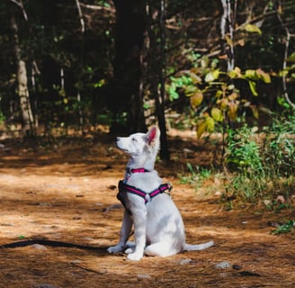 a dog sitting on a dirt road in the woods