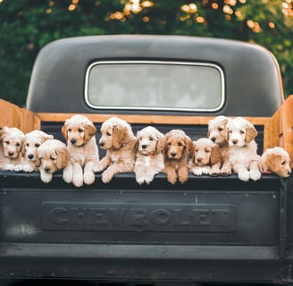 a line of puppies in the bed of a pickup truck