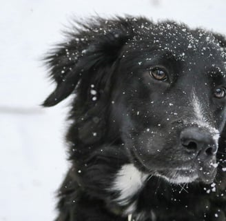 face of a black dog sprinkled with snow