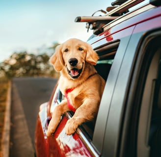 a dog leaning out the window of a car