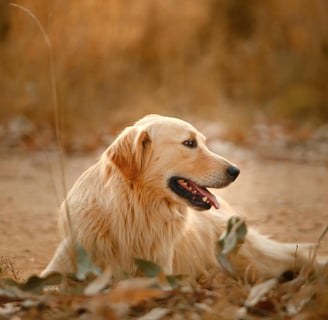 golden retriever looking to the side, laying in sand