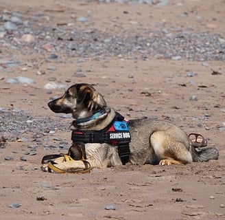 dog laying on sand or dirt with service dog harness on