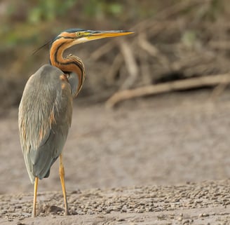 Purple Heron: Graceful Beauty of Wetlands The purple heron is a majestic bird with rich, vibrant plu