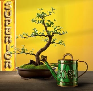 Decorative image for bonsai tree sales landing page
