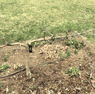Stepover apple tree forming a decorative and productive garden border