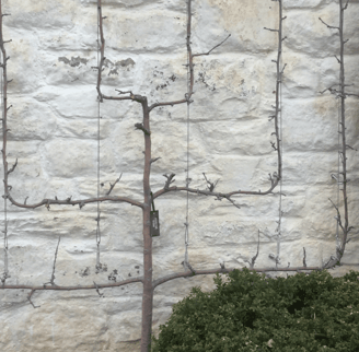 spaliered pear tree with carefully trained branches growing in a symmetrical pattern against a wall