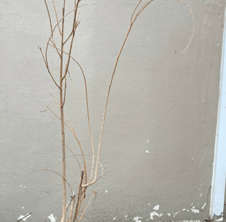 Woven willow hedge with interlaced branches