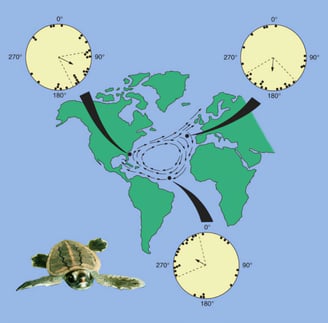 turtle-respond-to-earth-magnetic-field