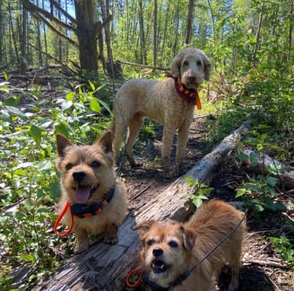 three dogs on a log log in the woods