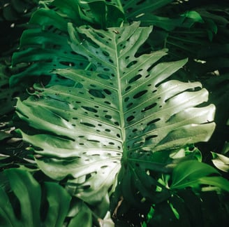 Mature fenestrated Monstera Deliciosa leaves with splits, and holes