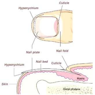 Nail Anatomy