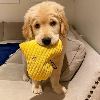 Golden Retriever Puppies for Sale