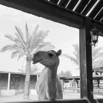 ABU DHABI
