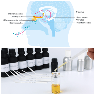 anatomia olfato y laboratorio de fragancias