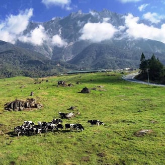 The popular Desa Cattle Dairy Farm in Kundasang