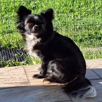 Criador chihuahuas