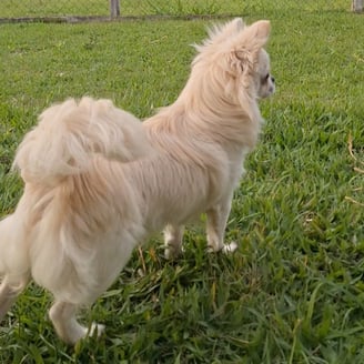 Venda filhote de chihuahua