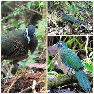 Sumatran Ground Cuckoo