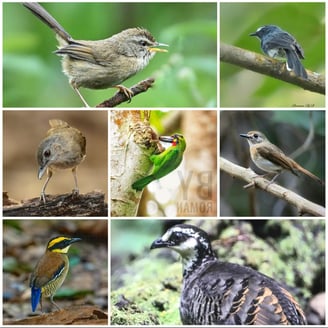 East Java Birding Tour