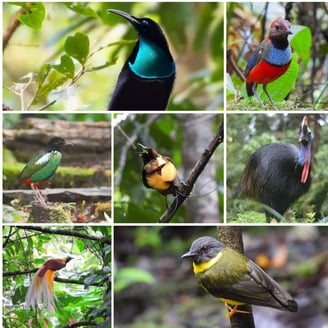 Fakfak birding tour - West Papua