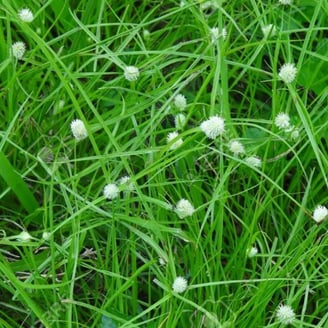 Weed Killer Herbicide