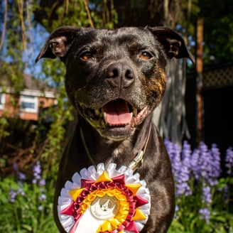 a smiling dog with a first place ribbon around its neck standing in front of bluebells