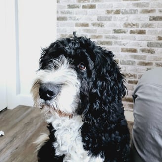 a dog standing in front of a brick wall